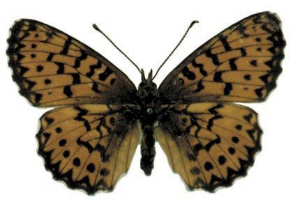 Boloria titania (Esper, 1793) attēls