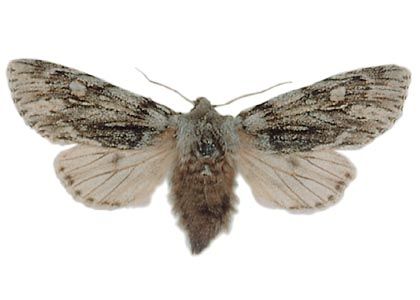 Brachionycha nubeculosa (Esper, 1785) attēls