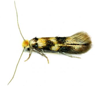 Bucculatrix thoracella (Thunberg, 1794) attēls