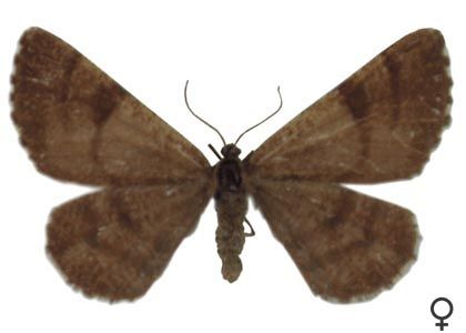 Bupalus piniarius (Linnaeus, 1758) attēls