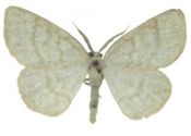 Cabera exanthemata (Scopoli, 1763) attēls