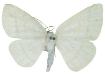 Cabera leptographa Wehrli, 1936 attēls