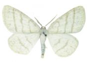 Cabera pusaria (Linnaeus, 1758) attēls