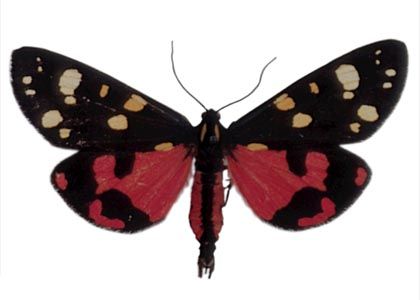 Callimorpha dominula (Linnaeus, 1758) attēls