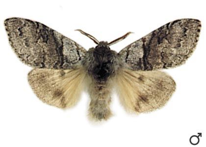 Calliteara pudibunda (Linnaeus, 1758) attēls