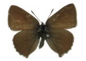 Callophrys rubi (Linnaeus, 1758) attēls