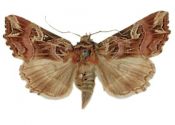 Callopistria juventina (Stoll, 1782) attēls