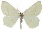 Campaea margaritata (Linnaeus, 1767) attēls