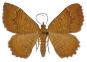 Camptogramma bilineata (Linnaeus, 1758) attēls