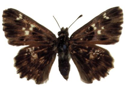 Carcharodus floccifera (Zeller, 1847) attēls