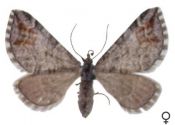 dzērveņu īskājsprīžmetis attēls
