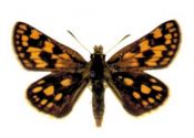 Carterocephalus palaemon (Pallas, 1771) attēls