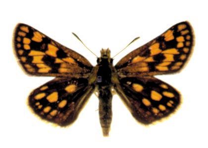 Carterocephalus palaemon (Pallas, 1771) attēls