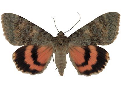 Catocala elocata (Esper, 1787) attēls