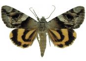 Catocala fulminea (Scopoli, 1763) attēls