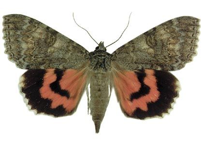 Catocala nupta (Linnaeus, 1767) attēls