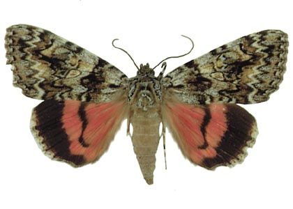 Catocala promissa (Denis & Schiffermüller, 1775) attēls