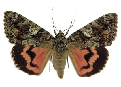 Catocala sponsa (Linnaeus, 1767) attēls