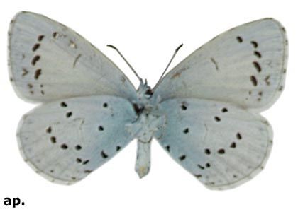 Celastrina argiolus (Linnaeus, 1758) attēls