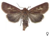 Cerapteryx graminis (Linnaeus, 1758) attēls