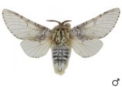 Cerura vinula (Linnaeus, 1758) attēls