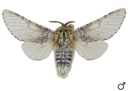 Cerura vinula (Linnaeus, 1758) attēls