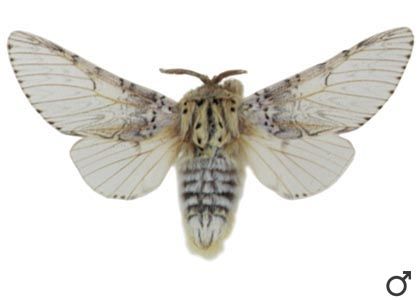 Cerura vinula (Linnaeus, 1758) attēls