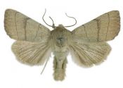 Charanyca trigrammica (Hufnagel, 1766) attēls