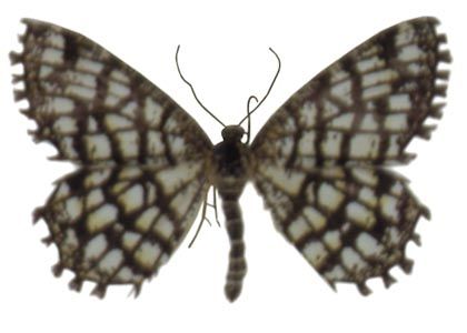 Chiasmia clathrata (Linnaeus, 1758) attēls