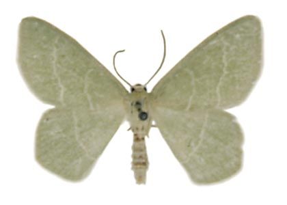 Chlorissa viridata (Linnaeus, 1758) attēls