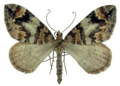 Chloroclysta citrata (Linnaeus, 1761) attēls