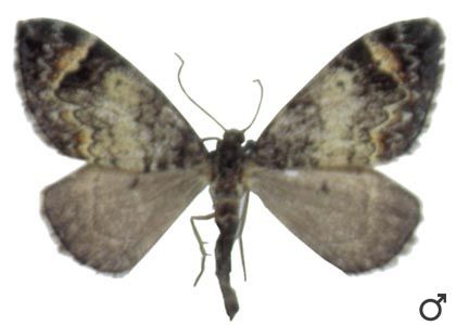 Chloroclysta infuscata (Tengström, 1869) attēls