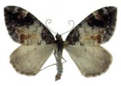 Chloroclysta latefasciata (Prout, 1914) attēls