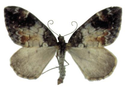 Chloroclysta latefasciata (Prout, 1914) attēls