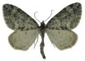 Chloroclysta miata (Linnaeus, 1758) attēls