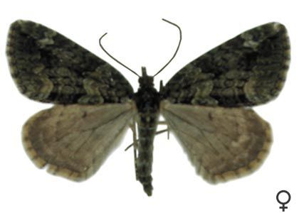 Chloroclysta siterata (Hufnagel, 1767) attēls