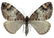 Chloroclysta truncata (Hufnagel, 1767) attēls