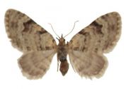 Chloroclystis v-ata (Haworth, 1809) attēls