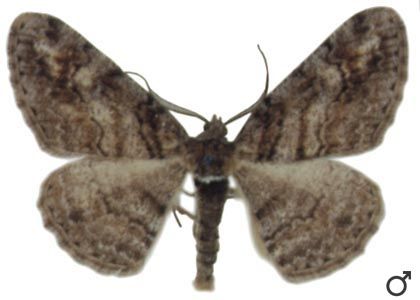 Cleora cinctaria (Denis & Schiffermüller, 1775) attēls