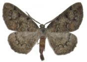 Cleorodes lichenaria (Hufnagel, 1767) attēls