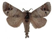 Clostera anachoreta (Denis & Schiffermüller, 1775) attēls