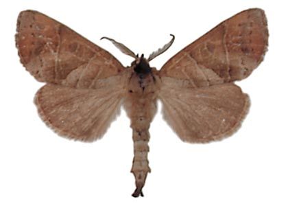 Clostera anastomosis (Linnaeus, 1758) attēls