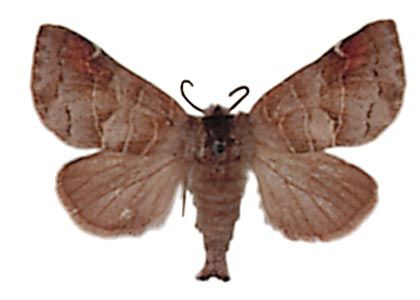 Clostera pigra (Hufnagel, 1766) attēls