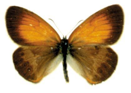 Coenonympha arcania (Linnaeus, 1761) attēls