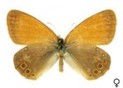 Coenonympha glycerion (Borkhausen, 1788) attēls