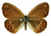 Coenonympha hero (Linnaeus, 1761) attēls