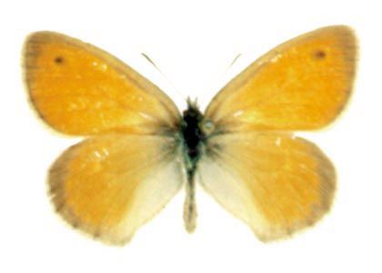 Coenonympha pamphilus (Linnaeus, 1758) attēls