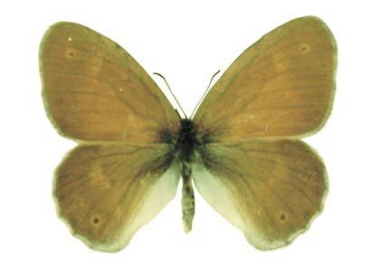 Coenonympha tullia (Müller, 1764) attēls