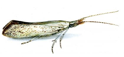 Coleophora anatipennella (Hübner, 1796) attēls