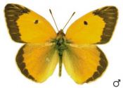 Colias croceus (Fourcroy, 1785) attēls